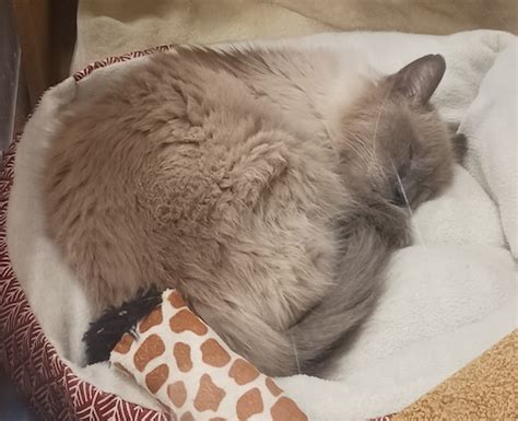 Marty URGENT Persian Himalayan Cat Rescue