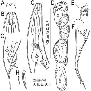 Hermaphrodite And Male Of Tokorhabditis Tauri N Sp All Drawings Are