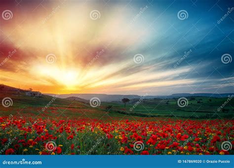 Poppy Field at Sunset. Field Full of Red Poppies Stock Photo - Image of ...