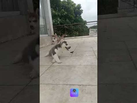 Shorts Huskys Puppies Vs Obi Wan YouTube