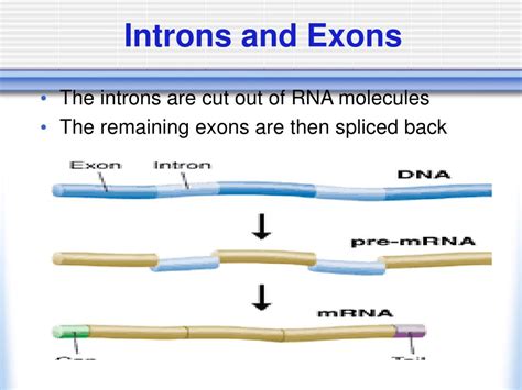 rna protein synthesis powerpoint