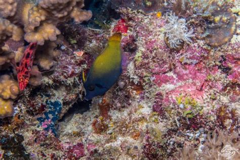 Filefish Interesting Facts And Photographs Seaunseen