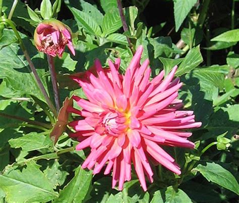 This Is The Dahlia Page Of Our A To Z Guide To Plants How To Care