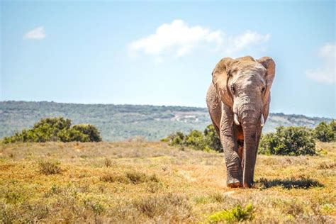 Cool Activities In and Around Addo Elephant National Park – Discoveries Of