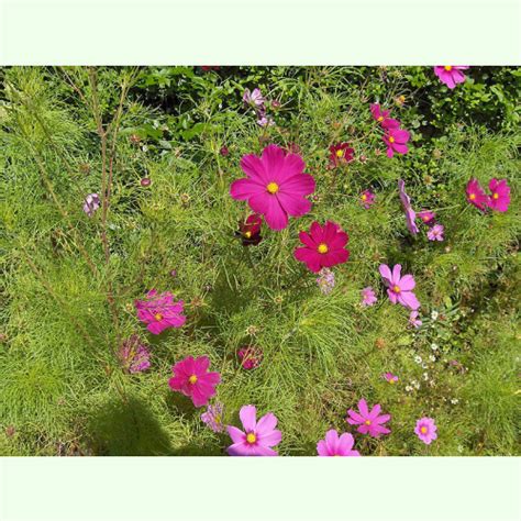 Cosmos Bipinnatus Cosmea Saatgut