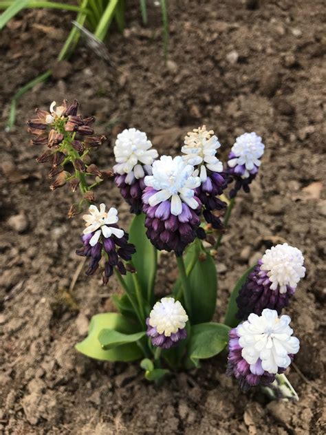 Muscari Latifolium Grape Ice Picturethis