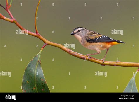 Spotted Pardalote Pardalotus Punctatus Victoria Australia Stock