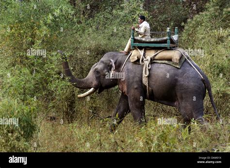 Asiatic elephant, Asian elephant (Elephas maximus), two mahouts on ...