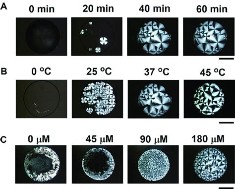 Formation Of MT Spherulites Depending On Time Temperature And