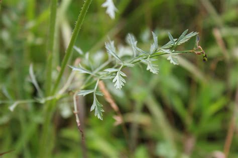 Queen Anne’s Lace Part I: Folklore and Identification – Herbal Academy