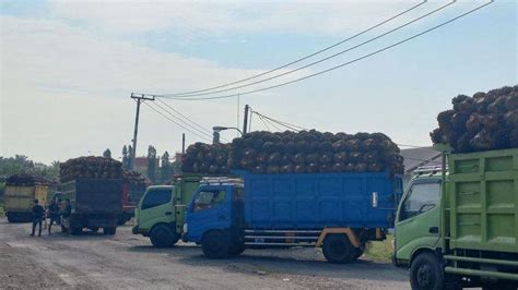 Naik Sebentar Turun Lagi Harga TBS Sawit Bengkulu Selatan Dan Kaur