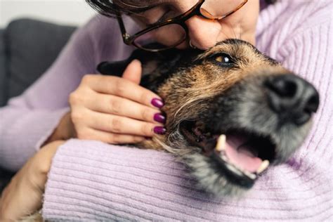 Dog Tick Bite Lump: 7 Causes & What You Should Do