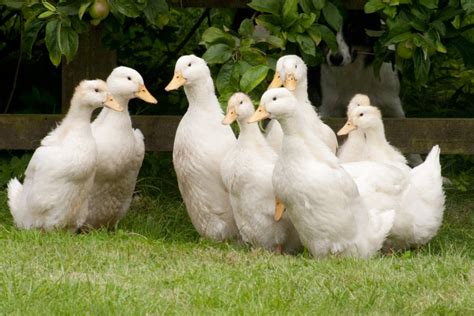 German Pekin Wikipedia