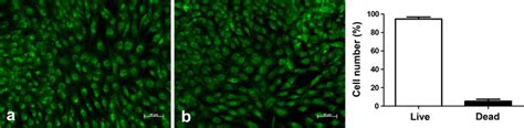 Viability Of Chondrocytes From Microtia Cartilage Green Signal In