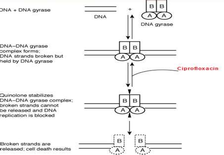 Antibiotic Drugs, Information, Description on Ciprofloxacin.