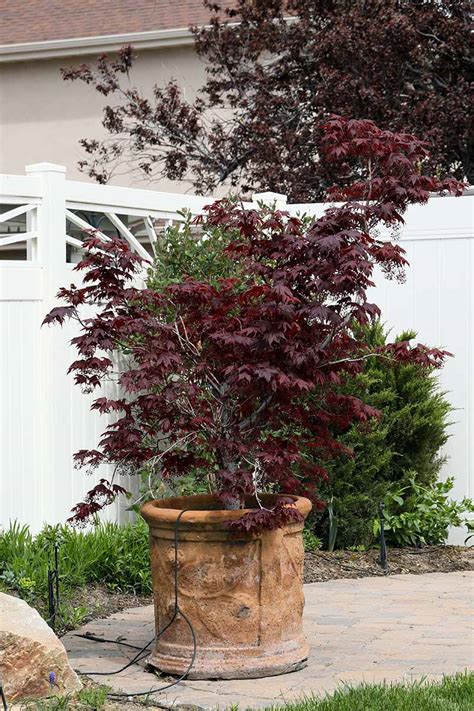 Dwarf Japanese Maple In Container