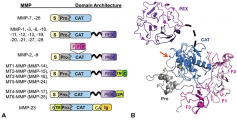 MMP Domain Structure And Protein Fold A The Various Domain