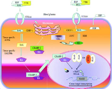 Retinol Binding Protein 4 And Retinol Effect Download Scientific Diagram