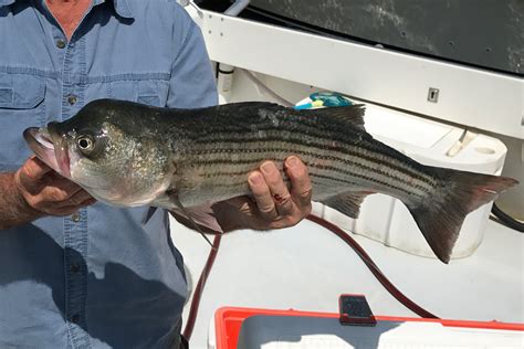 Mutant Striped Bass Caught In Chesapeake Bay Fishtalk Magazine