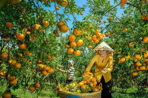 10+ Popular Fruits in Mekong Delta - Attractions