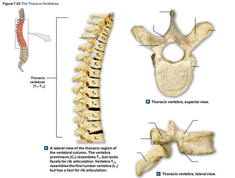 Thoracic Vertebrae Diagram Quizlet