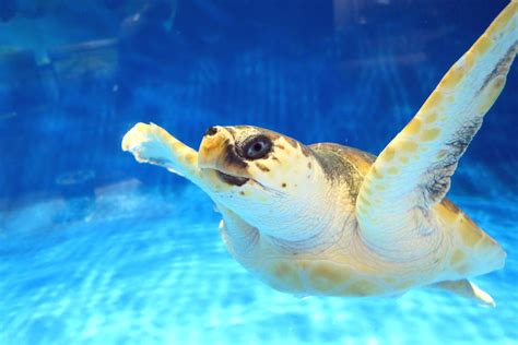 ウミガメ 青森県営 浅虫水族館