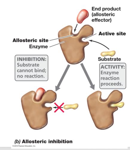 Lecture Allosteric Modulation Of Enzymes And A Comparison With