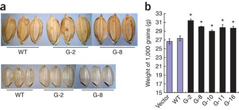 Increased Grain Size And Weight In Transgenic Rice Overexpressing