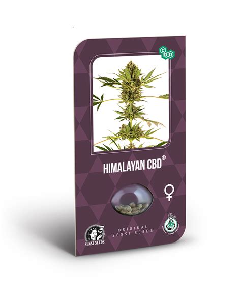 Himalayan Cbd Feminized Seeds Sensi Seeds Uk