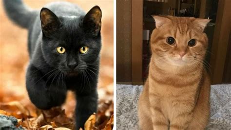 ¿Eres gato negro o gato naranja? Este test de 5 preguntas te lo revelará | Petlife