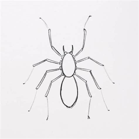 How to Draw a Spider (with amazing details) 🕷️