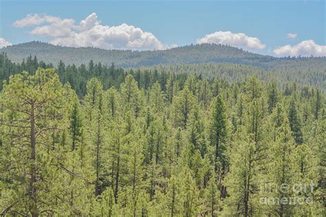 Beautiful View Of Ponderosa Pine Trees In The High Altitude Of The