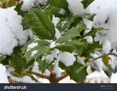 Holly Snow Stock Photo (Edit Now) 1319599805