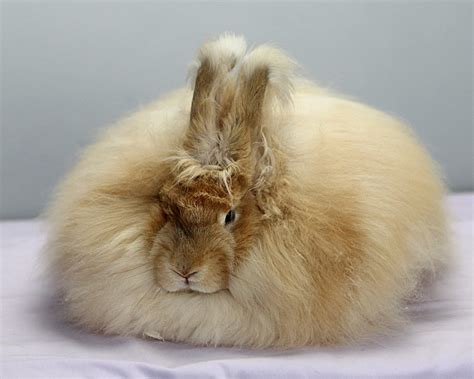 Golden English Angora Uk National Angora Rabbit Club