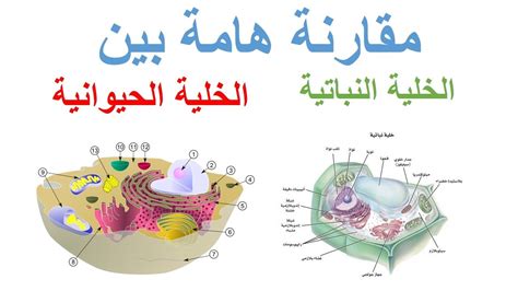 الخلية الحيوانية والنباتية الفرق بين الخلايا صور جميلة