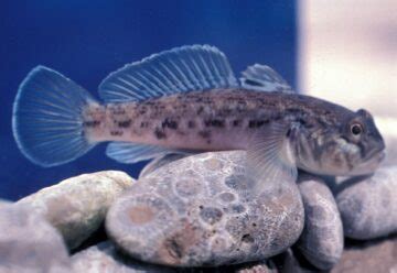 Top 5 Freshwater Goby Species For Your Fish Tank (Care Guide)