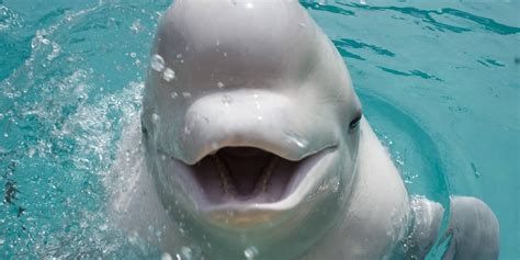 Conservation Organization 'Sea Life Trust' to Open World’s First Beluga ...