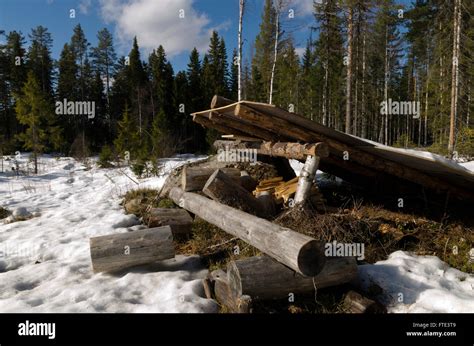 Niedrige Unterstand Mit Brennholz Innen Tief Im Wald In Nordschweden