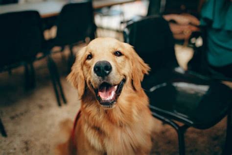 C Mo Saber Si Un Perro Es De Raza Gu A Completa En Pasos