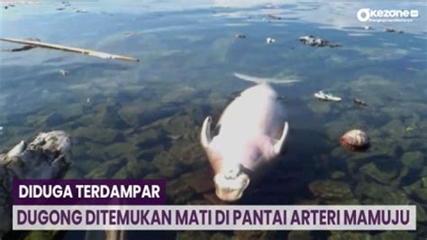 Diduga Terdampar Dugong Ditemukan Mati Di Pantai Arteri Mamuju Video