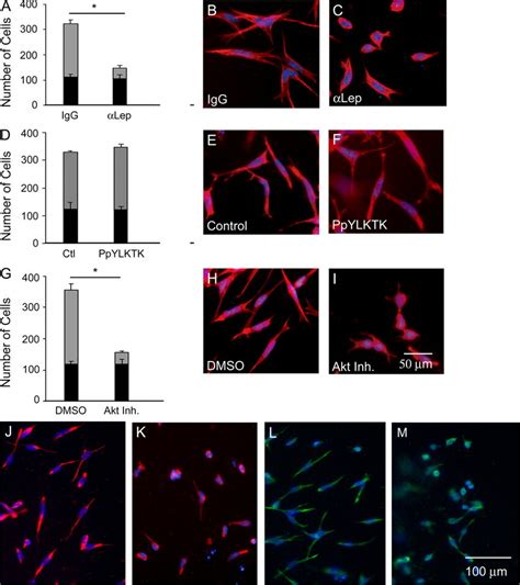 Effects Of Leptin Stat And Akt Inhibition On Emt In The Endocardial