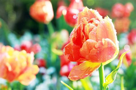 Fleur Tulipe Jardin Botanique Photo Gratuite Sur Pixabay Pixabay