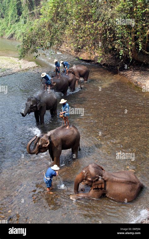 Elephants bathing at Chiang Dao Elephant Camp in Chiang Mai, Thailand ...