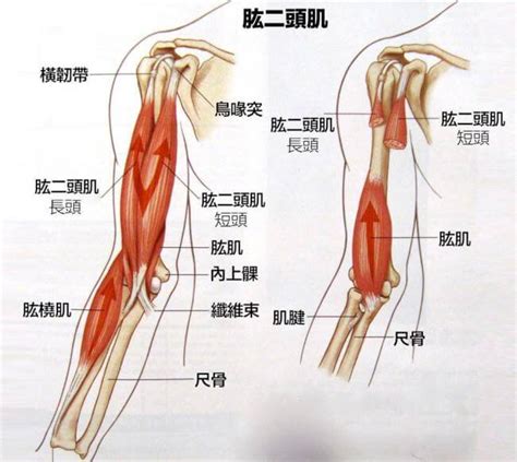 【二頭肌】一文教你訓練出粗壯二頭肌？ Perfect Men