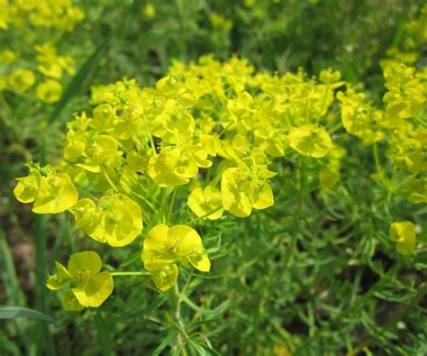 Noxious Weeds Identification - Boulder County