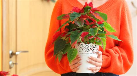 How And When To Fertilize Poinsettias