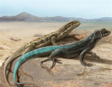 Lizards of the Atacama Desert, Chile. on Behance