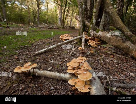 Miel Hongo Armillaria Mellea En Gran Abundancia De Grumos En Old Broad