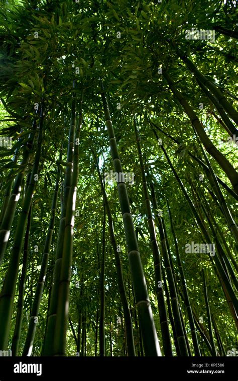 Bamboo forest in China Stock Photo - Alamy