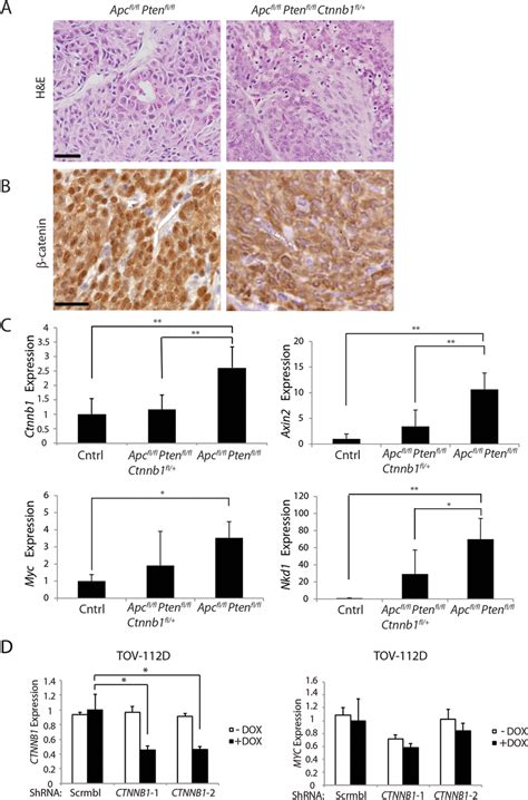 Heterozygous Ctnnb1 Inactivation Does Not Prevent Mouse Ovarian